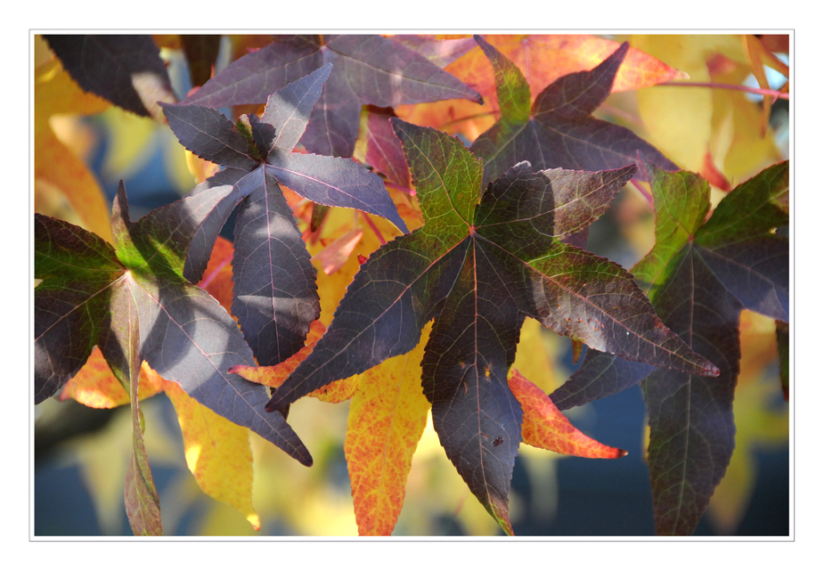 colours of autumn