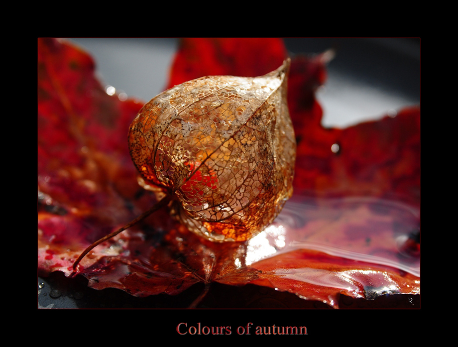 Colours of autumn II