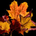 colours of autumn_10