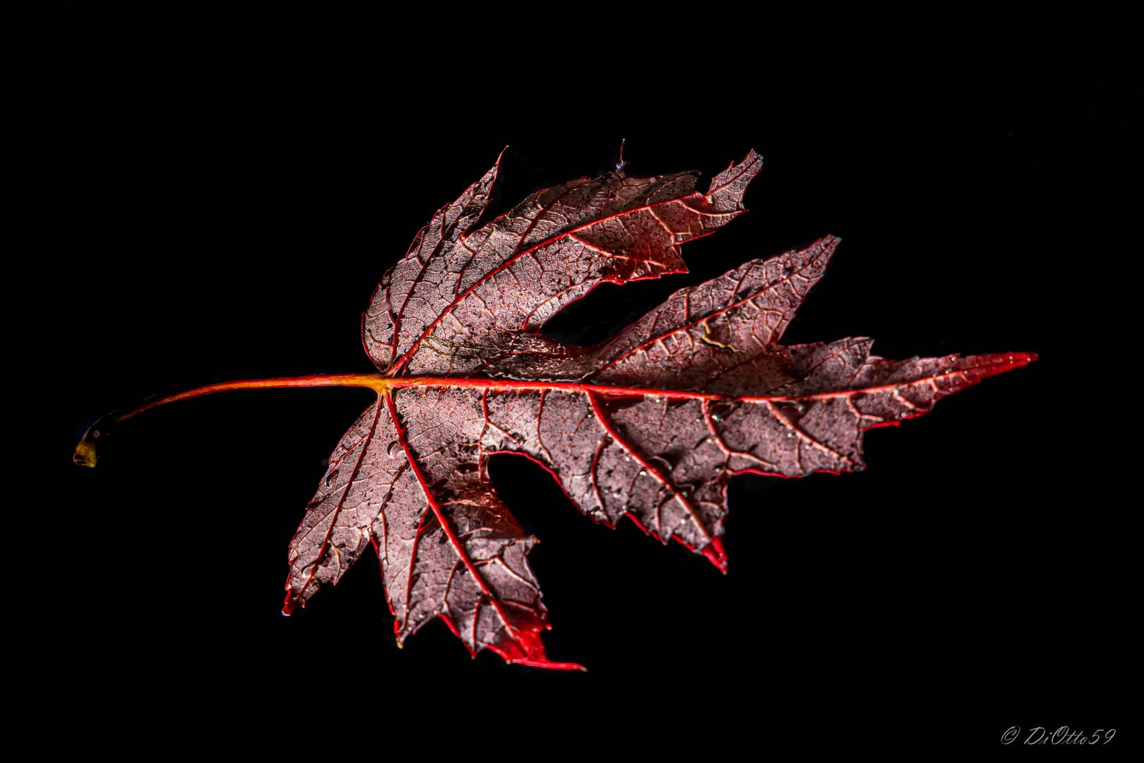 colours of autumn_15 - upside down