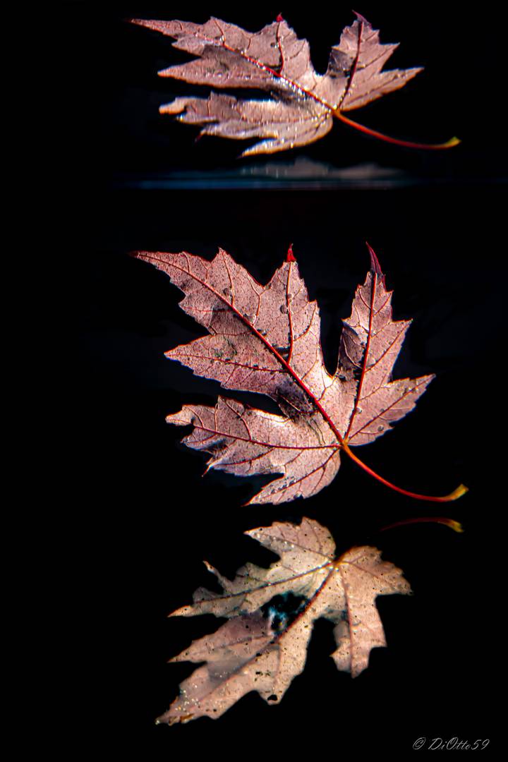 colours of autumn_20 - Dreifache Spiegelung