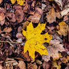 Colours of autumn_21