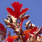 Colours of Canada