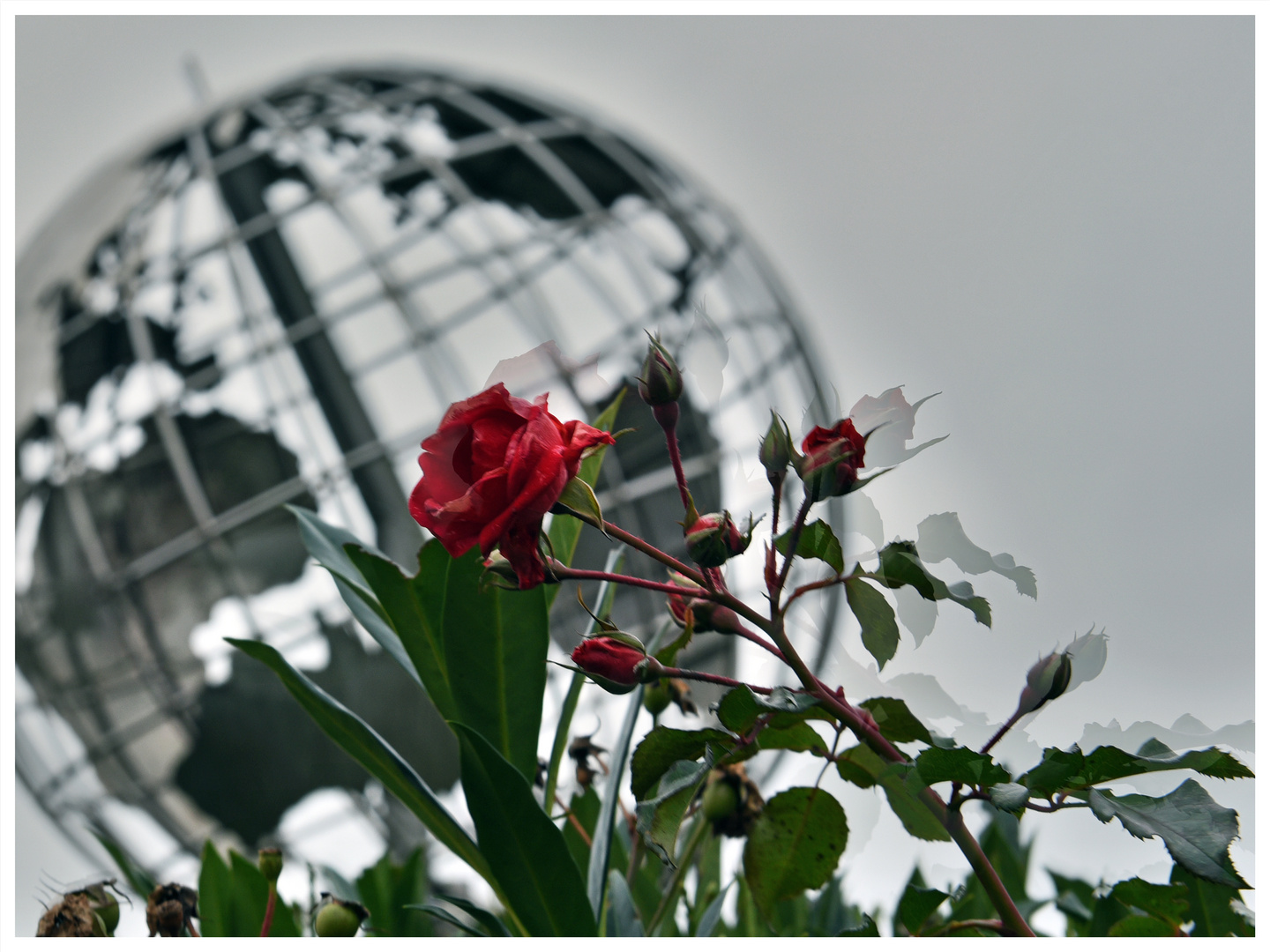 Colours of Duisburg 26 - Die Rose, die Welt und dahinter die Reihenhäuser