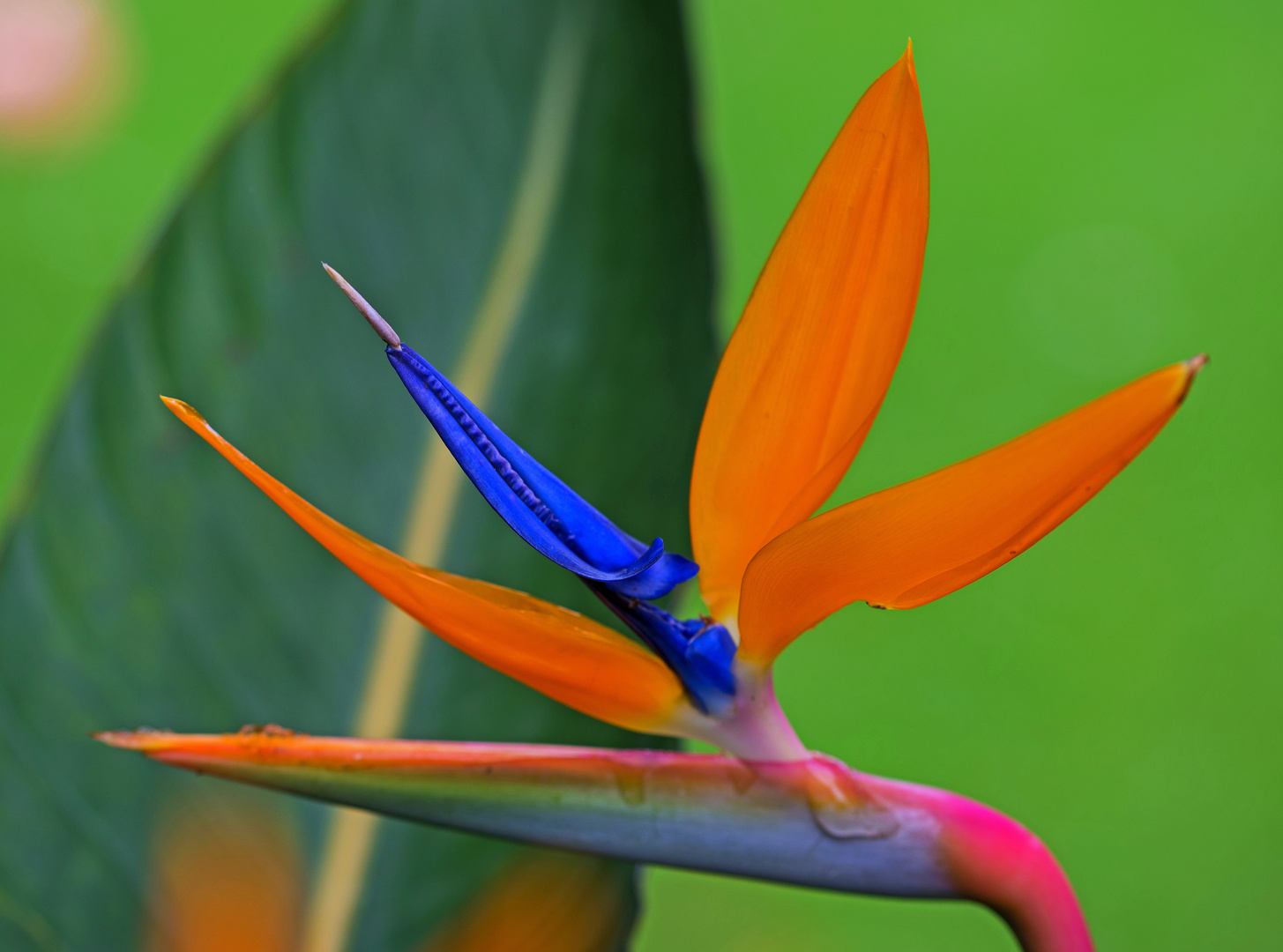 Colours of Madeira