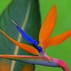 Colours of Madeira