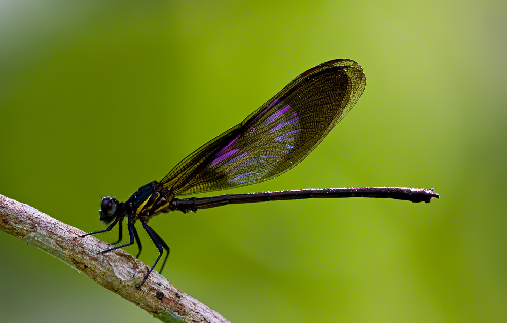 Colours of Natur