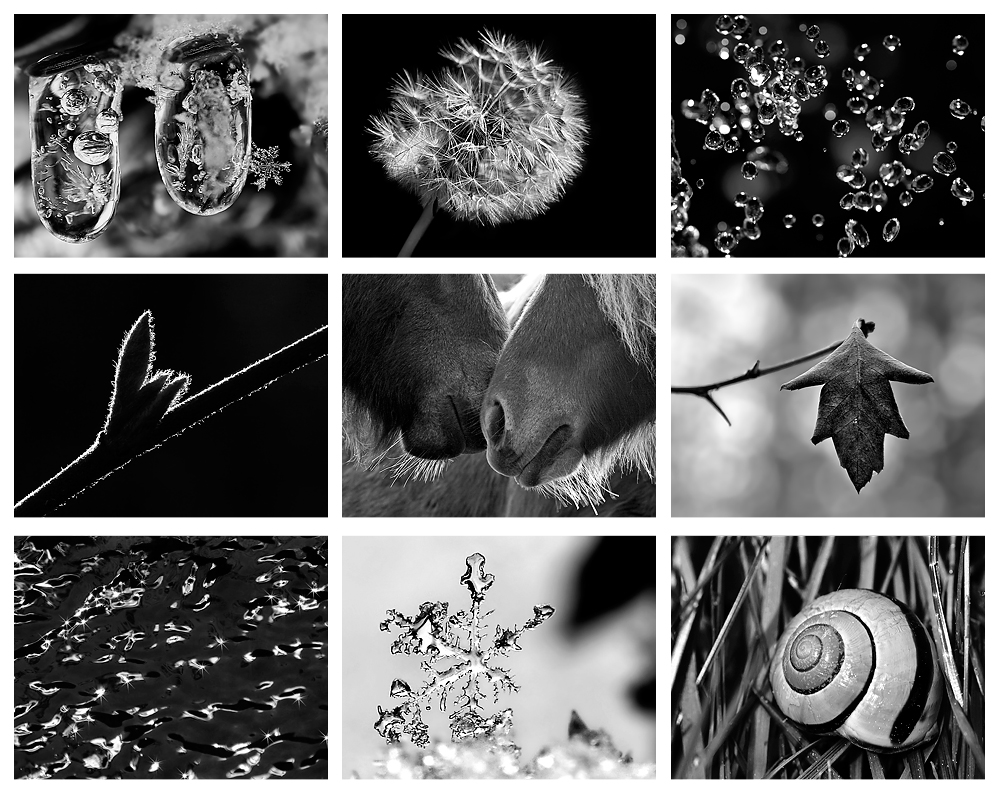 Colours of Nature - BLACK & WHITE