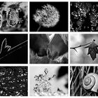 Colours of Nature - BLACK & WHITE