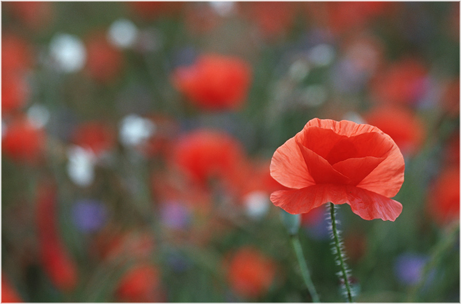 colours of nature - die Farben der Natur