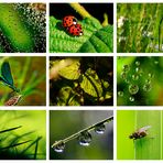 Colours of Nature - GREEN