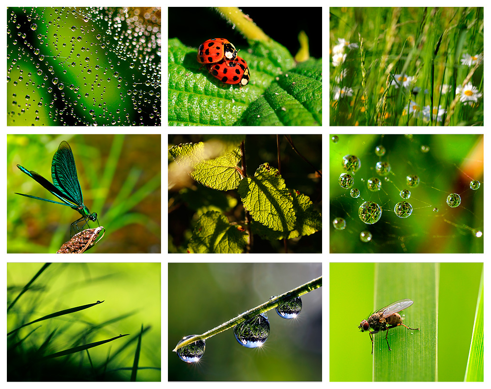 Colours of Nature - GREEN