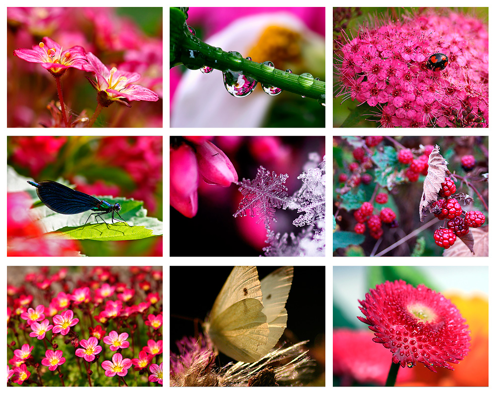 Colours of Nature - PINK