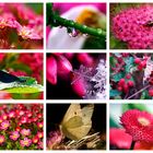 Colours of Nature - PINK