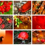 Colours of Nature - RED