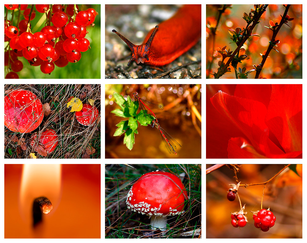 Colours of Nature - RED