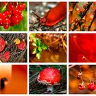 Colours of Nature - RED