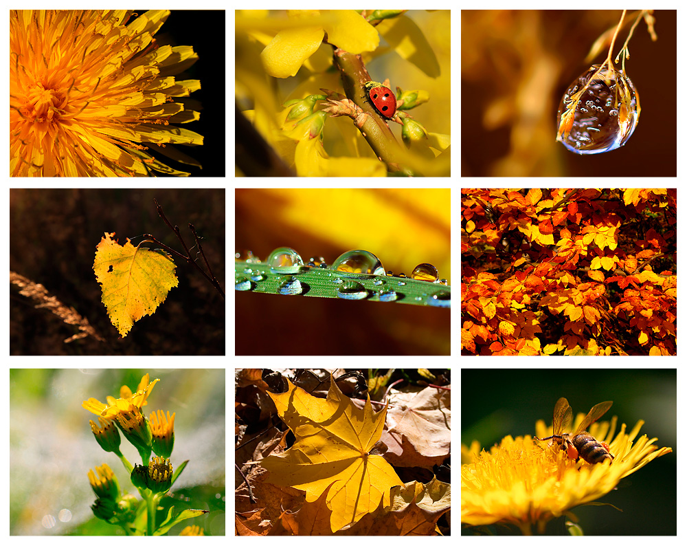 Colours of Nature - YELLOW