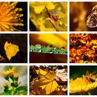 Colours of Nature - YELLOW