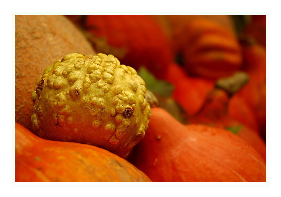 colours of pumpkins (re)