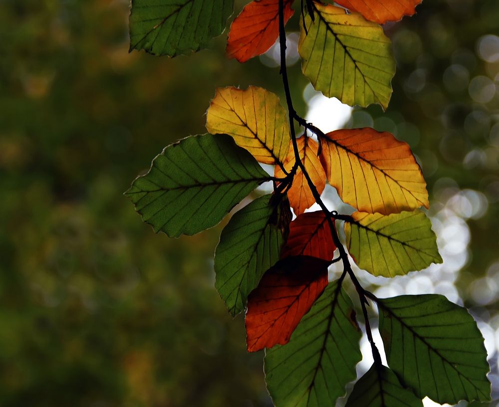 Colours of September