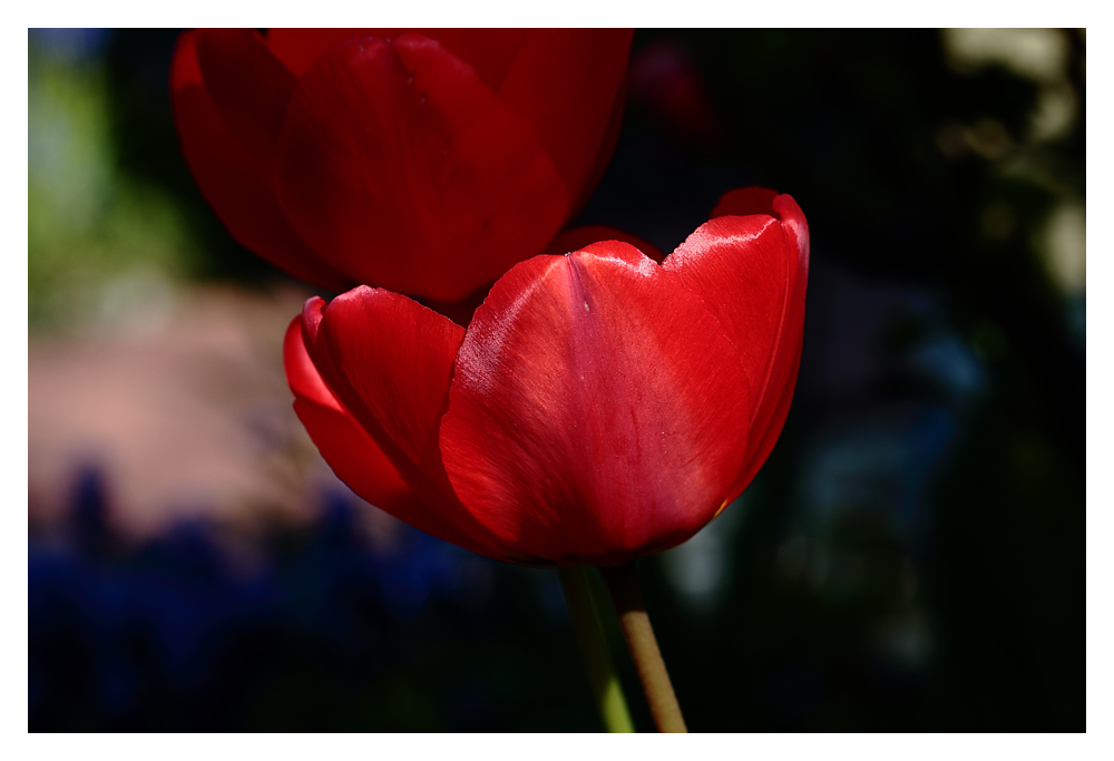 Colours of Spring