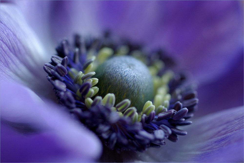 colours of spring von Thor Schulze 