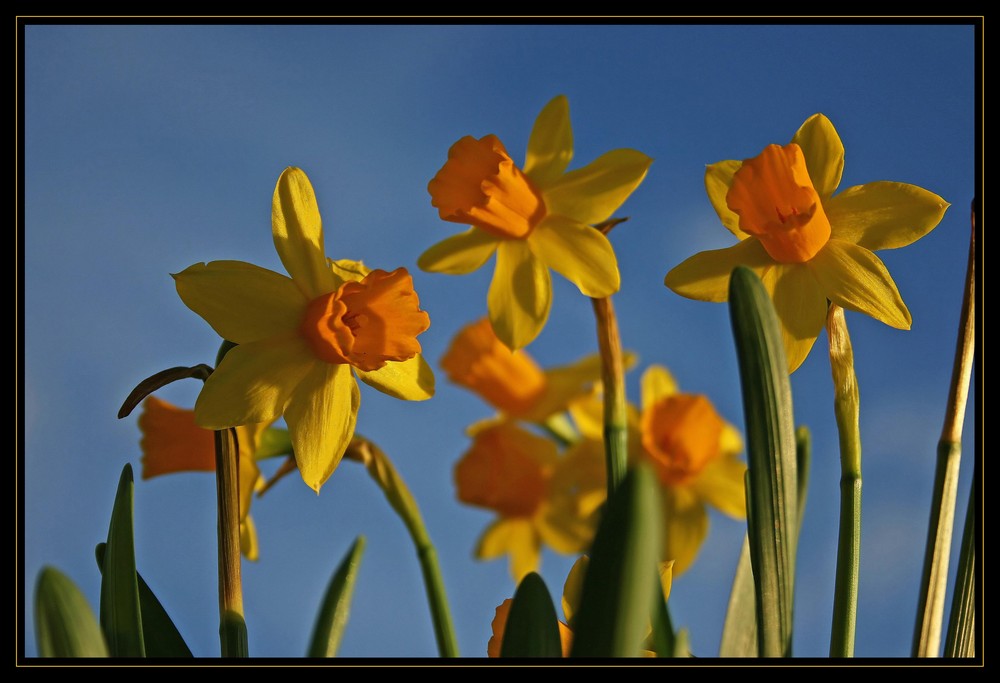 Colours of Spring