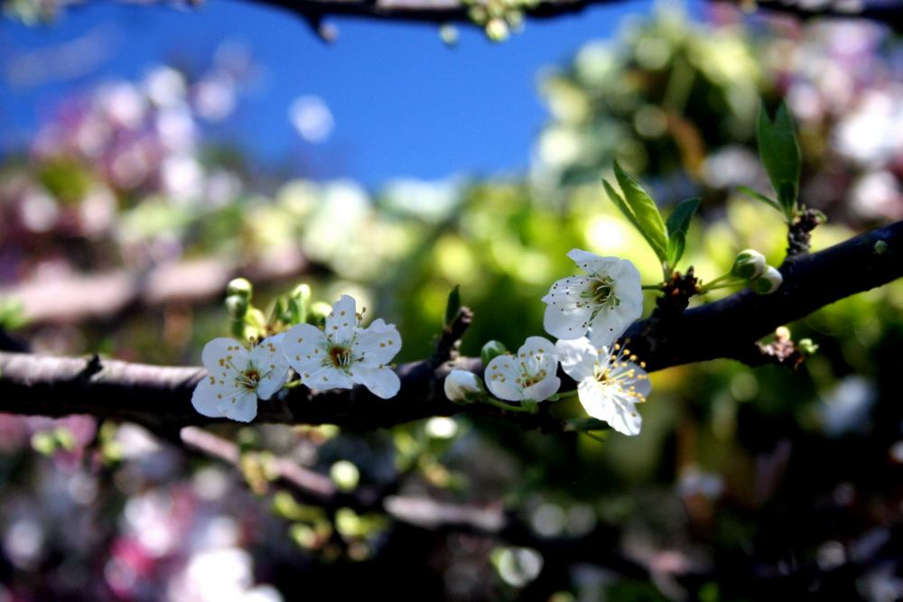 colours of spring