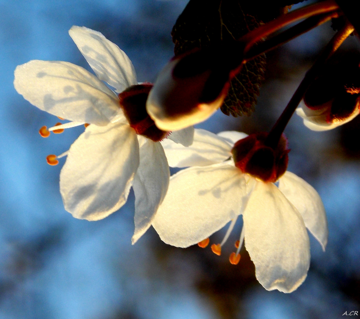 Colours of Spring