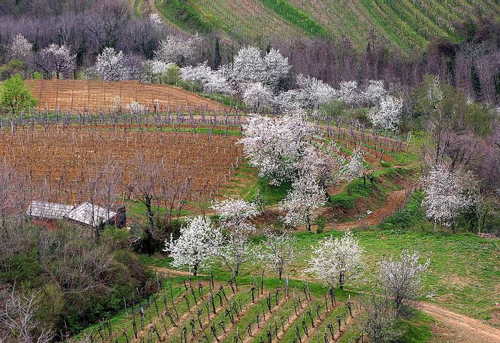 Colours of spring...