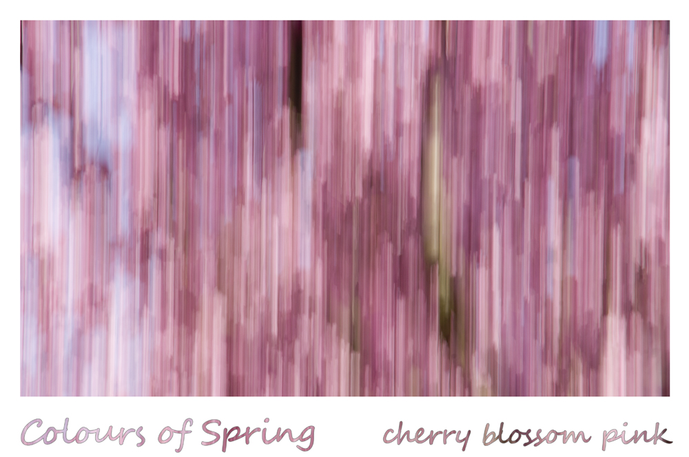 Colours of Spring - cherry blossom pink