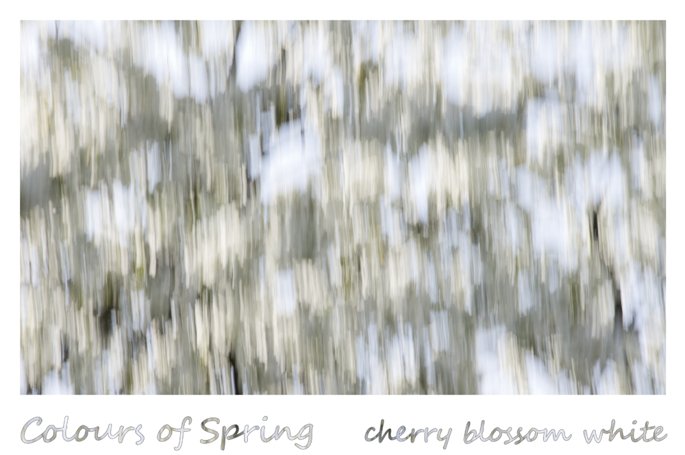 Colours of Spring - cherry blossom white
