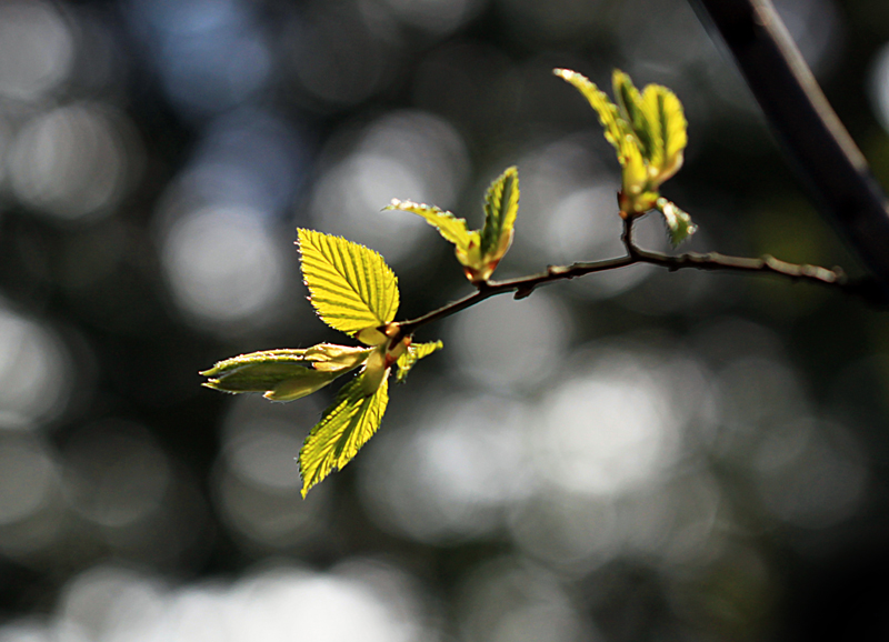 ***colours of spring I***