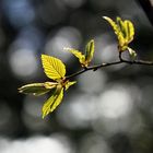 ***colours of spring I***