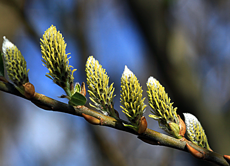 ***colours of spring II***