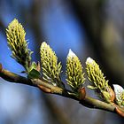 ***colours of spring II***