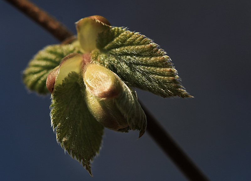 ***colours of spring III***