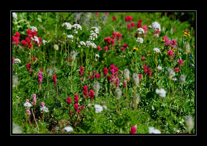 Colours of Summer