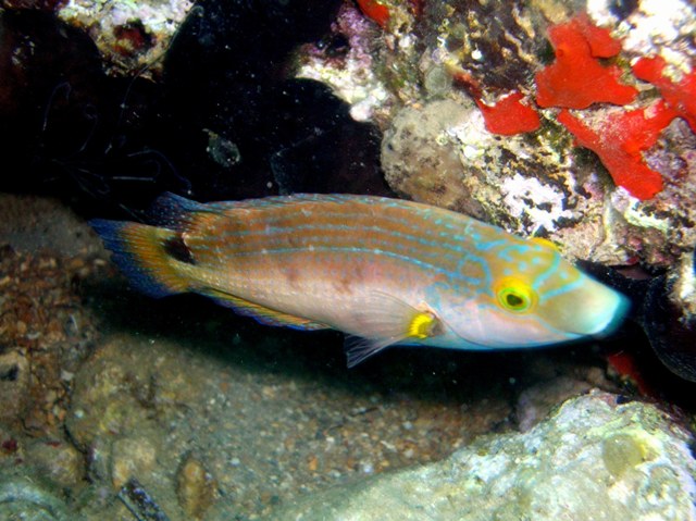 Colours of underwater