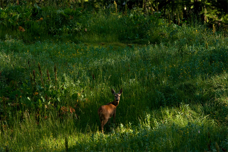 Colpi di luce