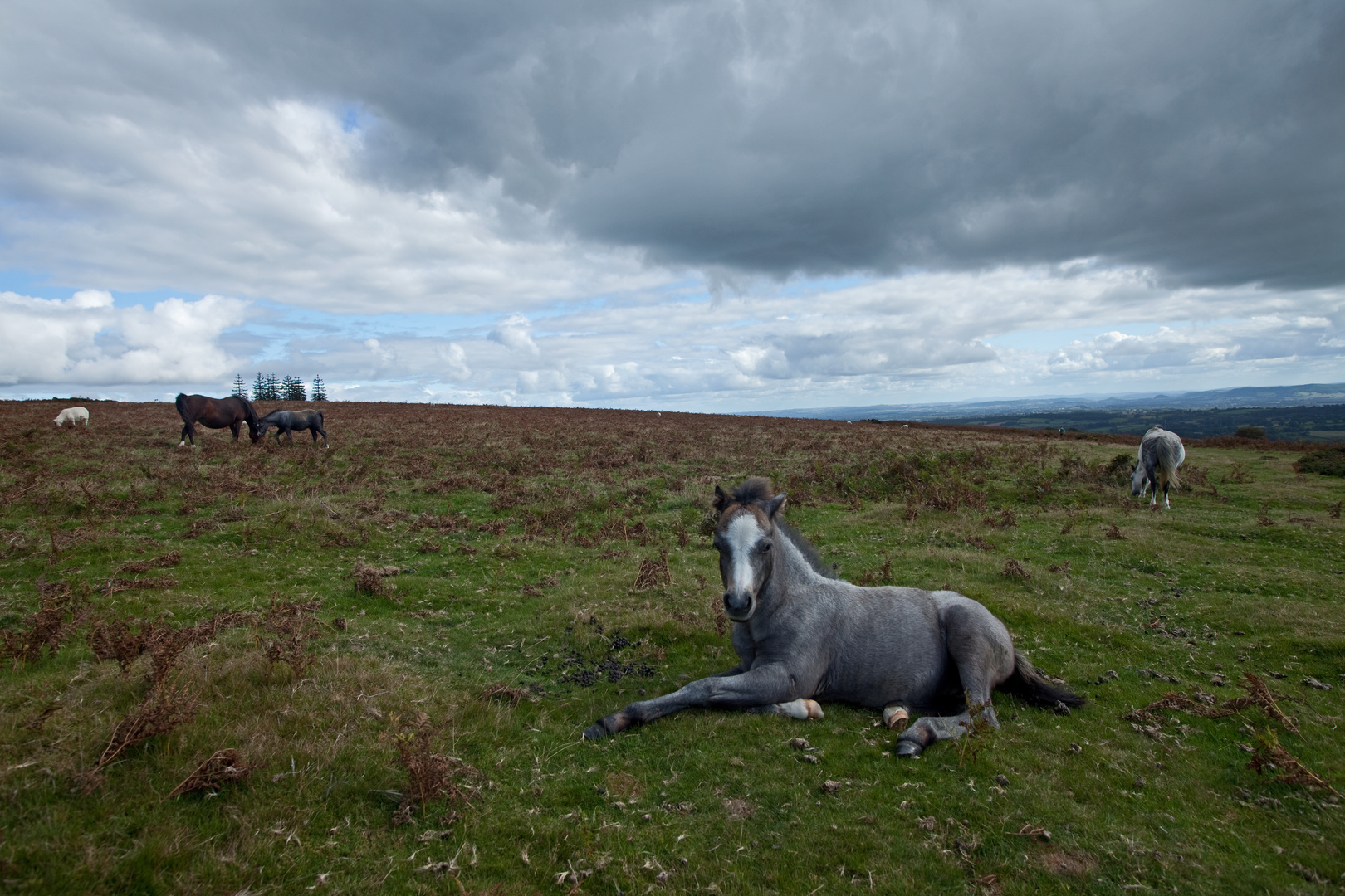 Colt on Moorland