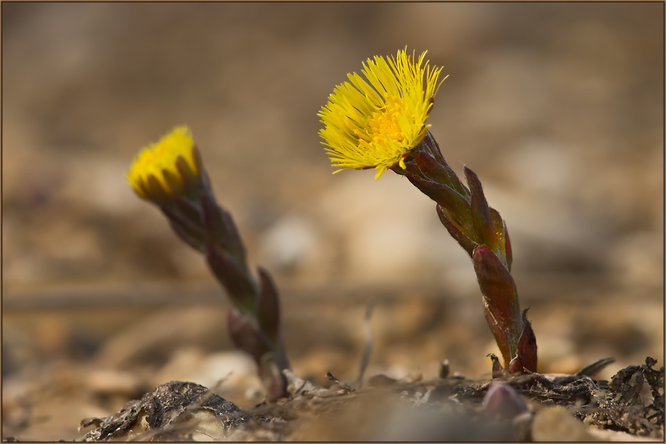 Coltsfoot