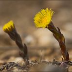 Coltsfoot