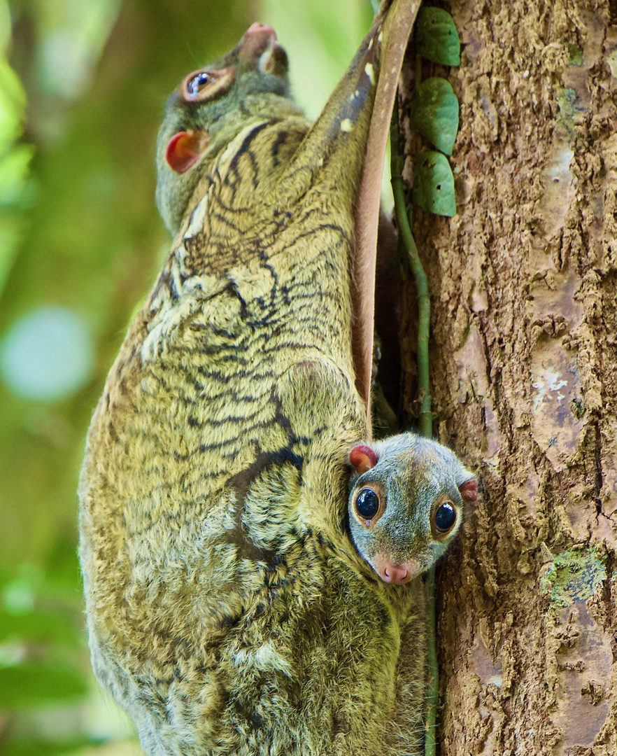 Colugo Mum and Kid