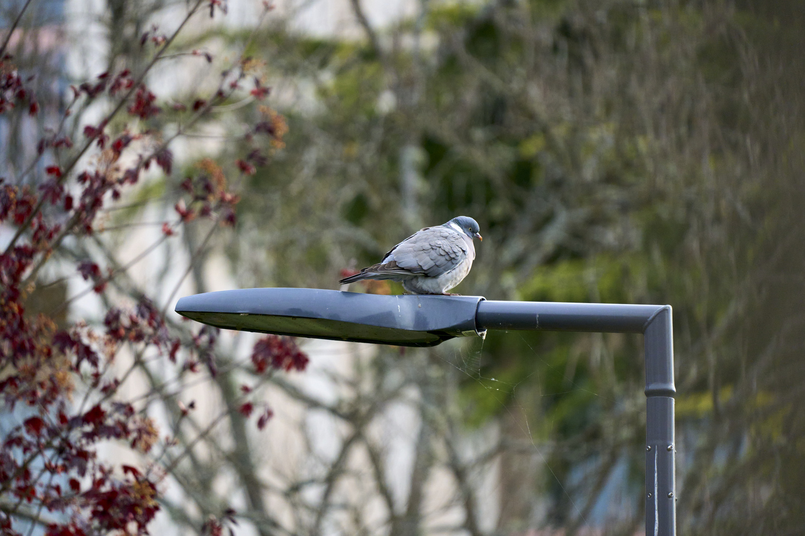 Columba