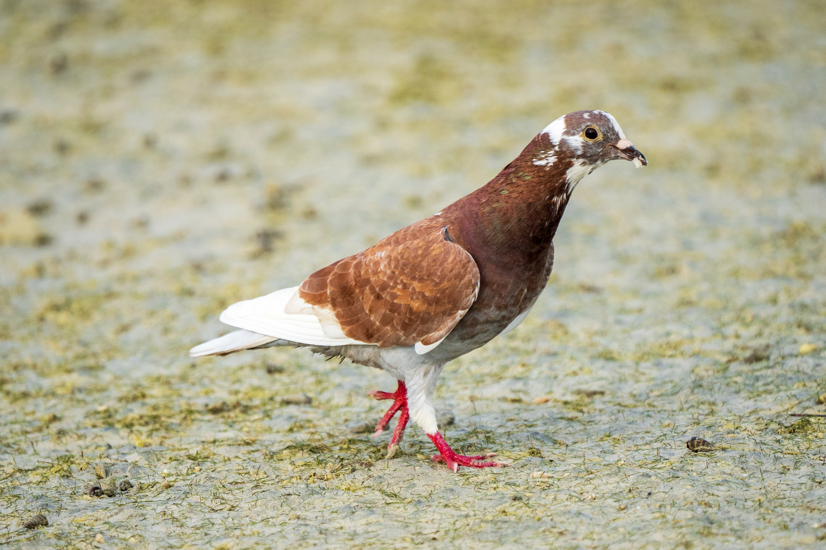 Columba livia