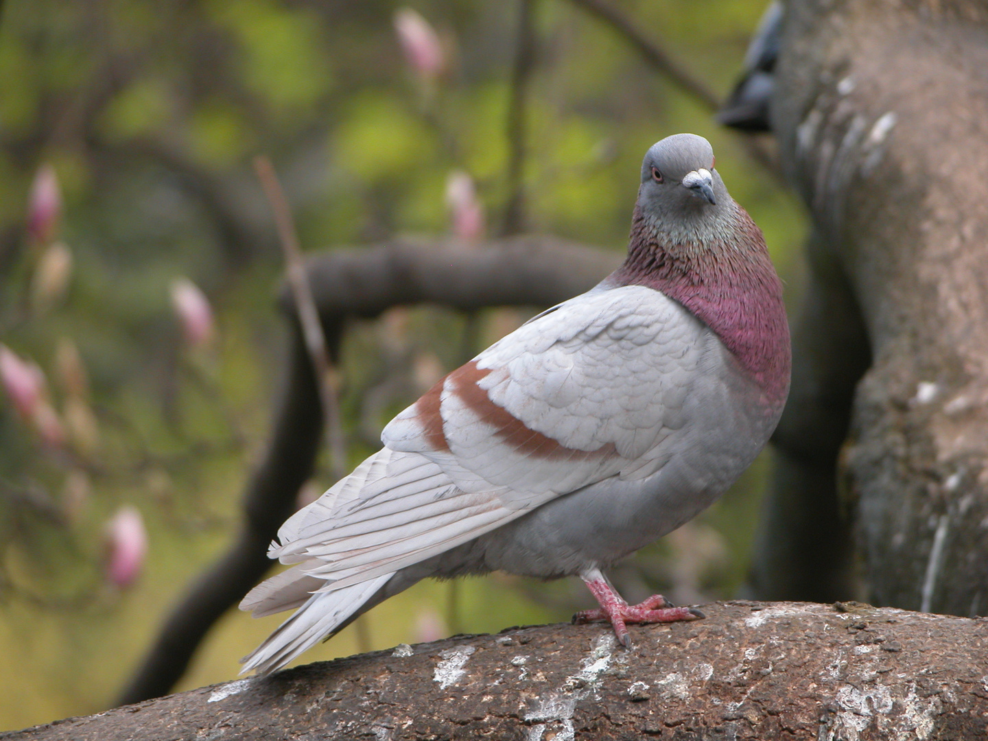 Columba livia