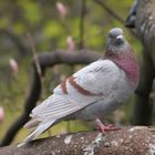 Columba livia