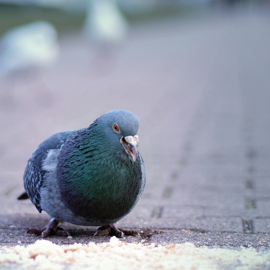 Columba livia f. domestica